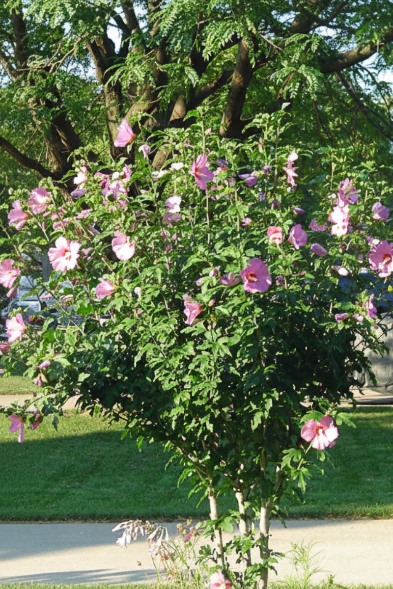 Rose Of Sharon,  Aphrodite - Image 2