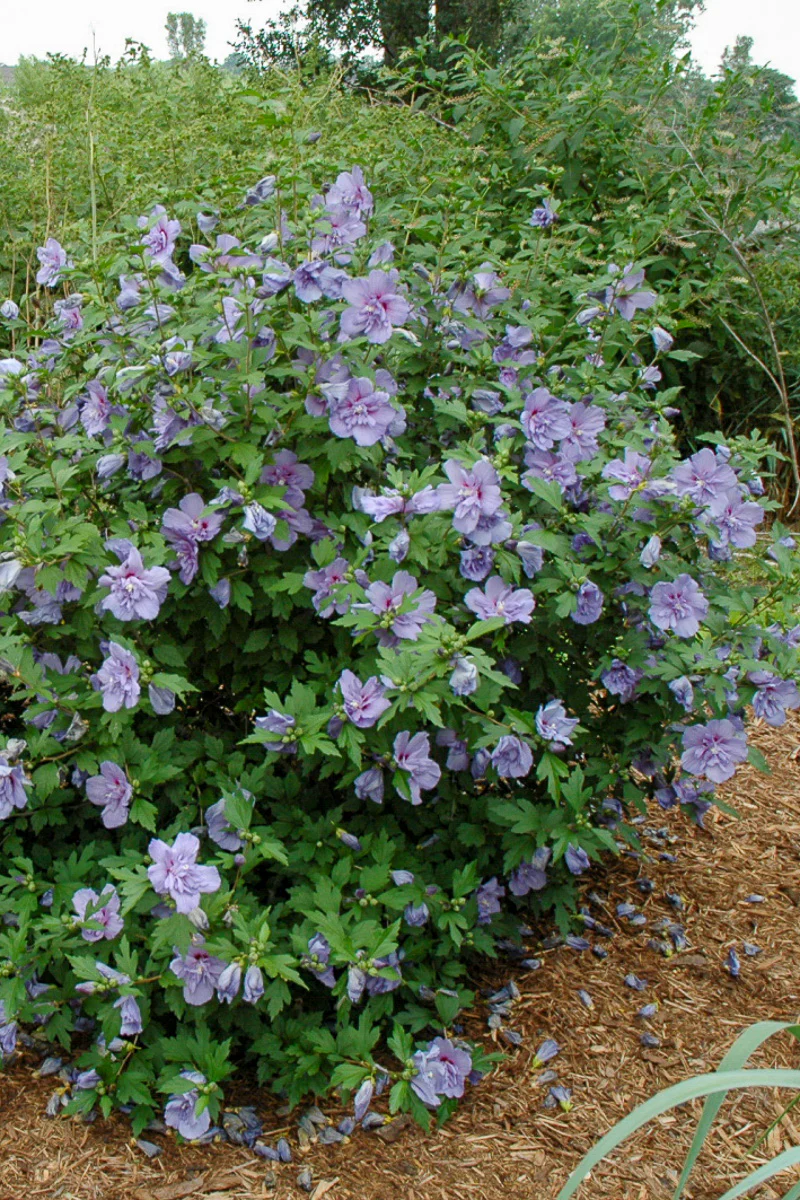 Rose Of Sharon, Blue Chiffon - Image 2