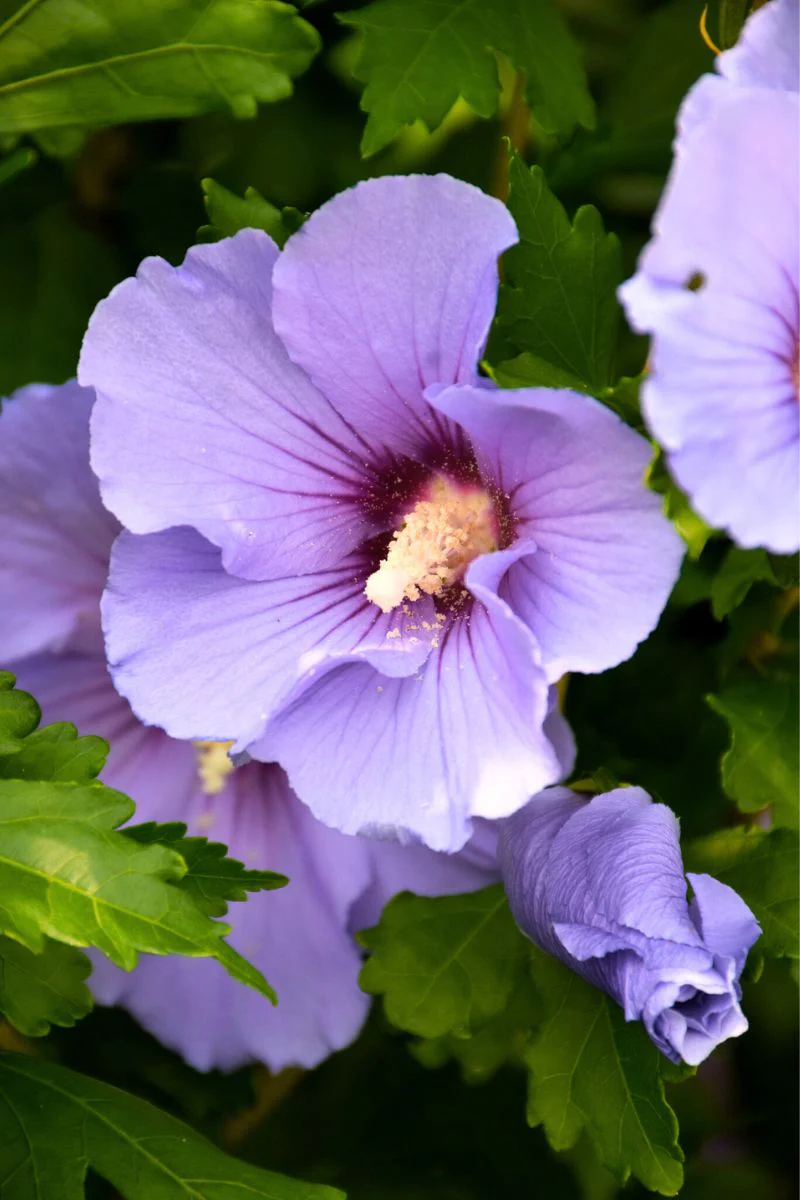 Rose Of Sharon, Blue Satin
