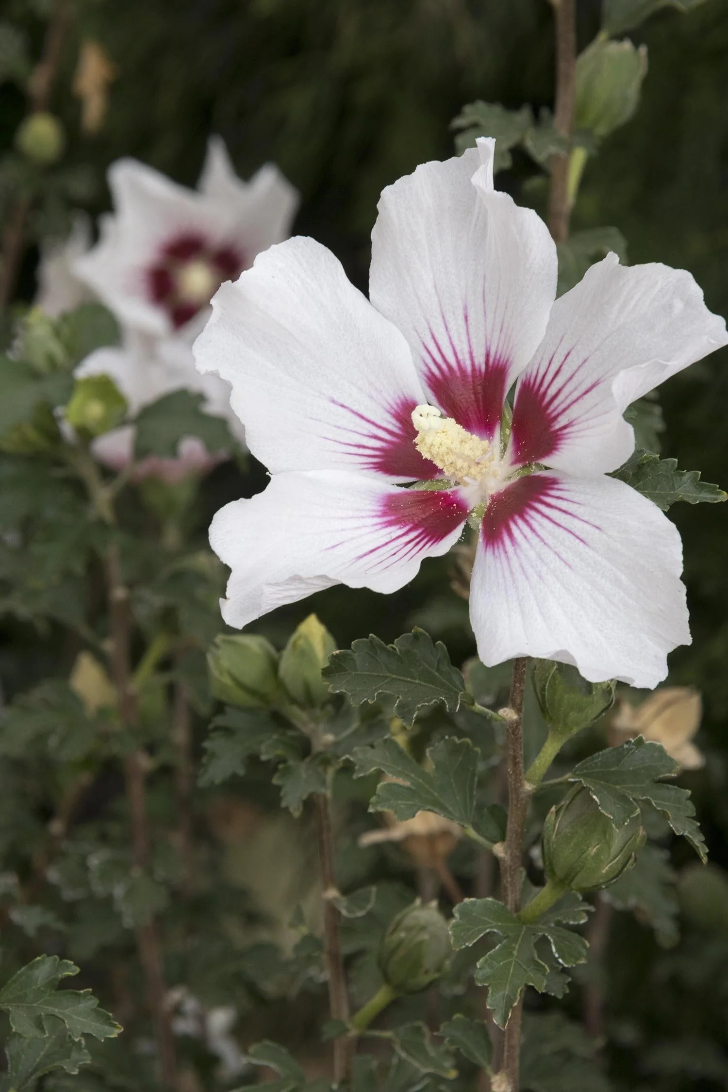Rose Of Sharon, Chantilly