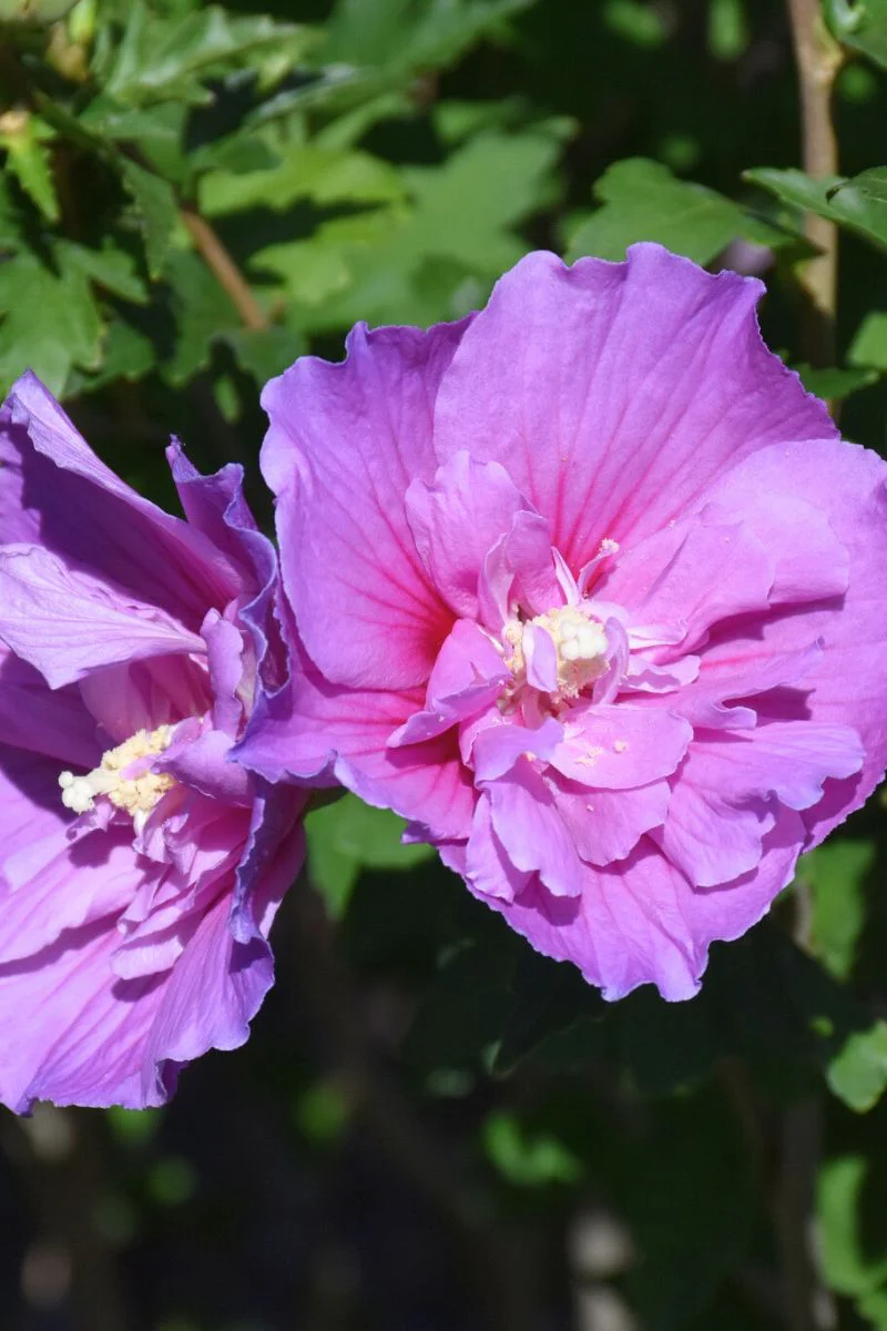Rose Of Sharon, Dark Lavender Chiffon - Image 2