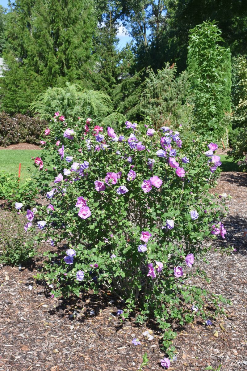 Rose Of Sharon, Dark Lavender Chiffon - Image 3