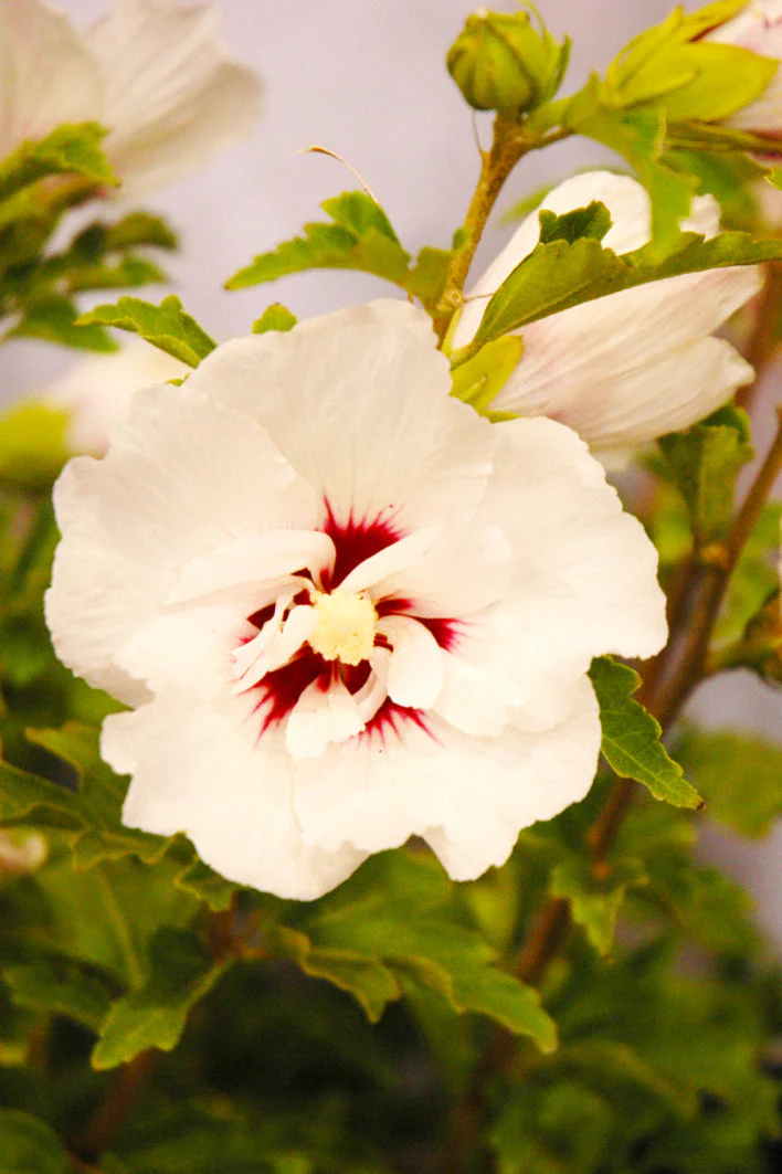 Hibiscus, Fiji