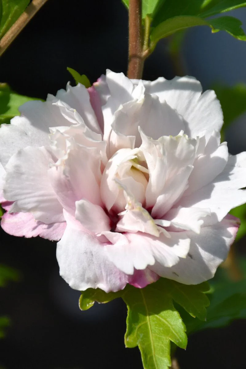 Rose Of Sharon, French Caberet Blush