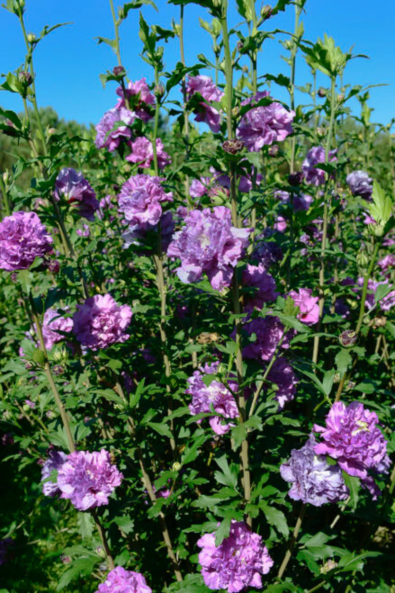 Rose Of Sharon, French Cabaret Purple - Image 2