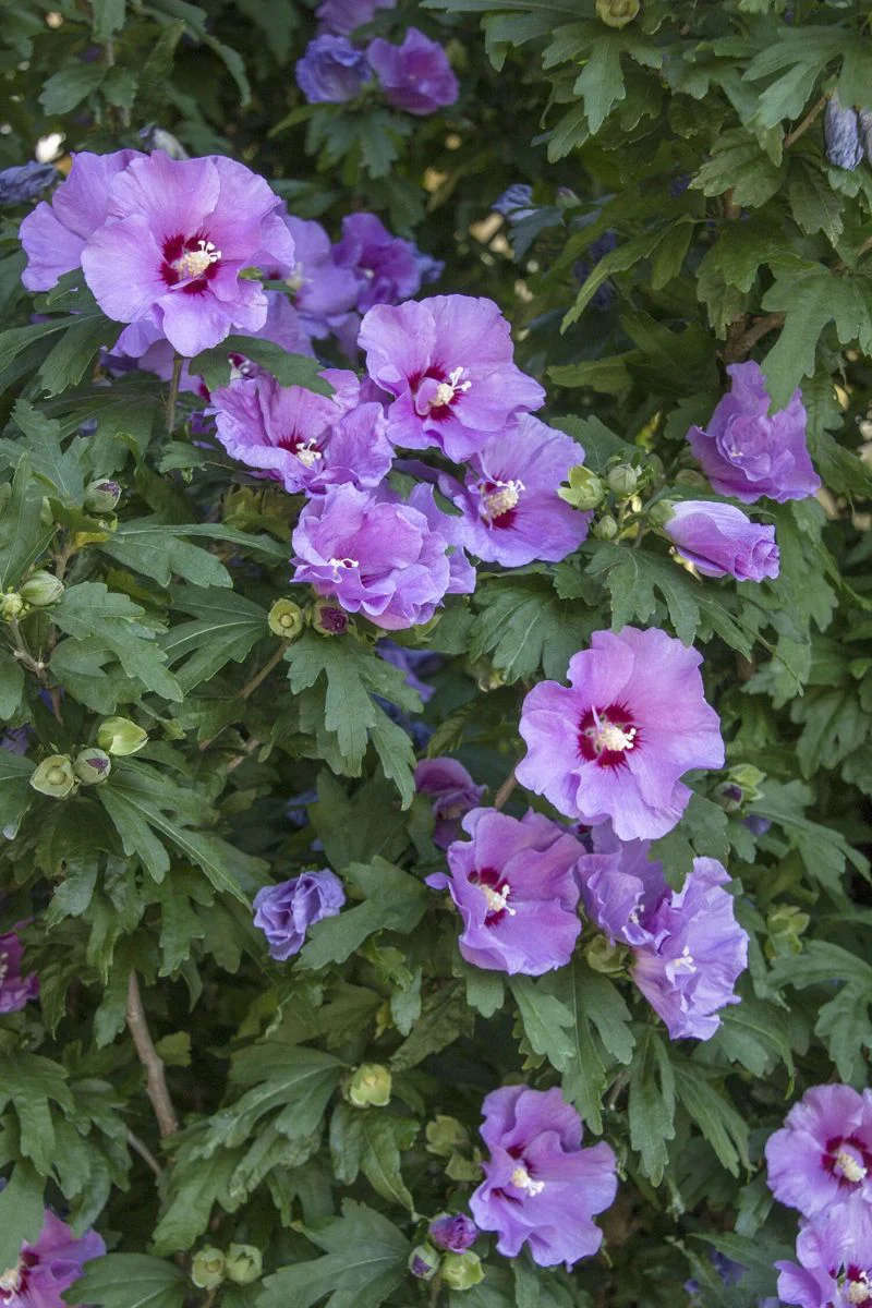 Rose Of Sharon, Minerva