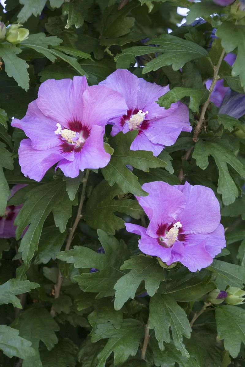 Rose Of Sharon, Minerva - Image 2