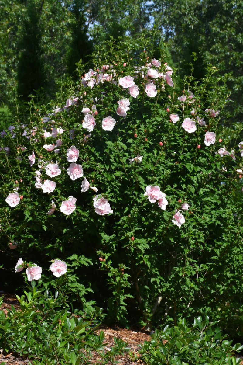 Rose Of Sharon, Pink Chiffon  S/Pk - Image 2