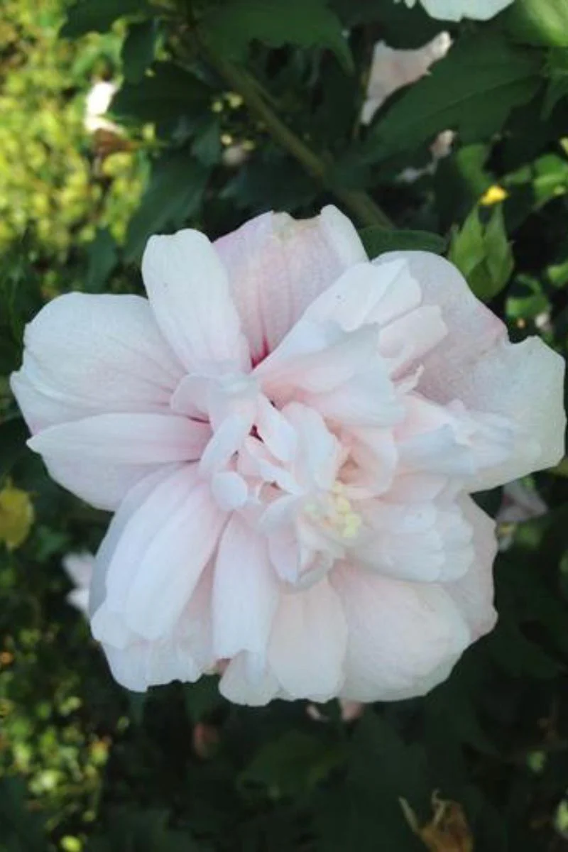 Rose Of Sharon, Strawberry Smoothie