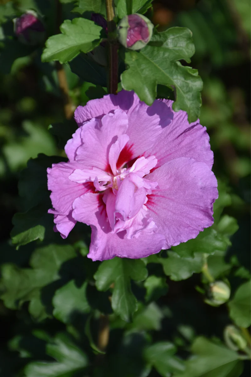 Rose Of Sharon, Tahiti
