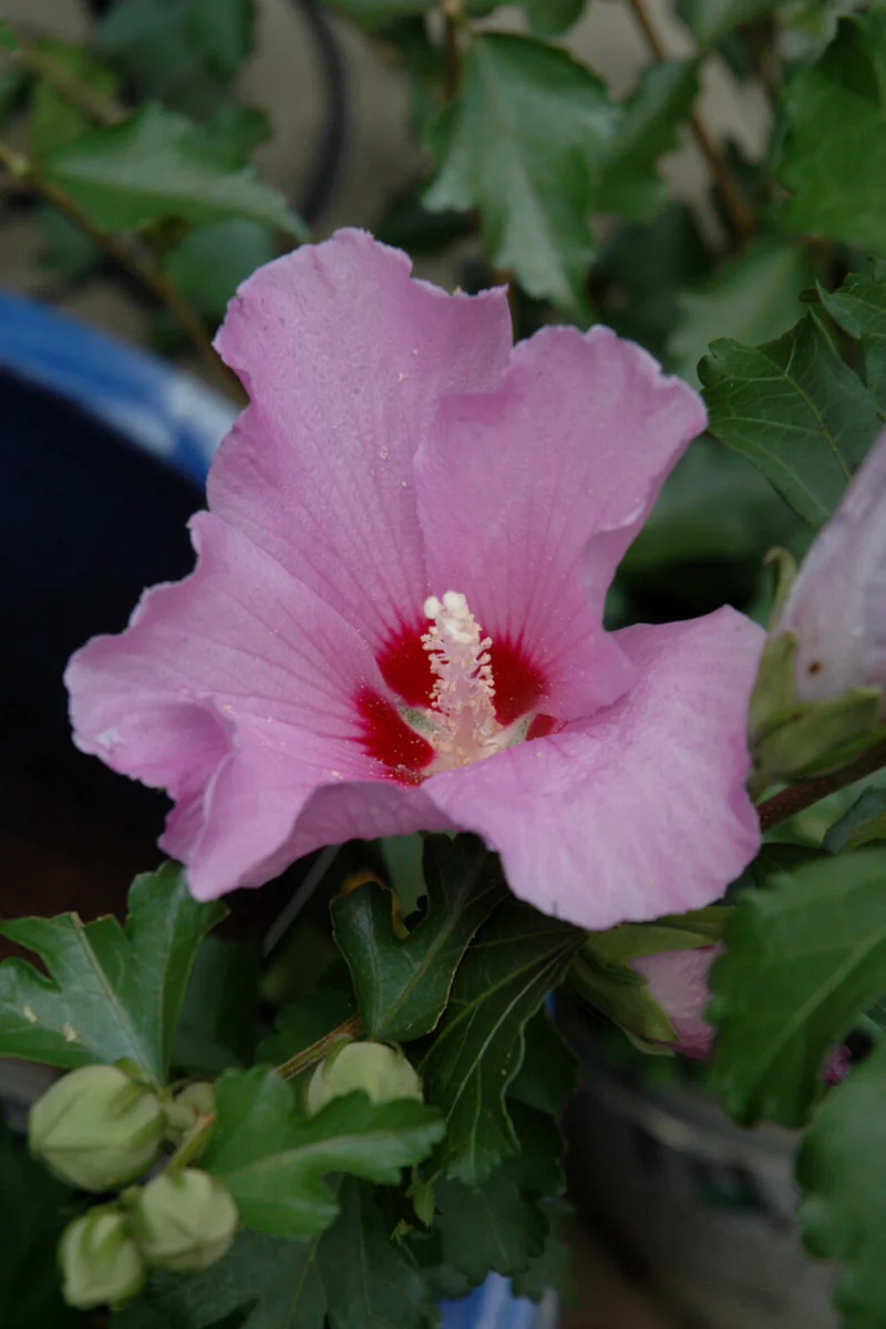 Rose Of Sharon, Violet Satin