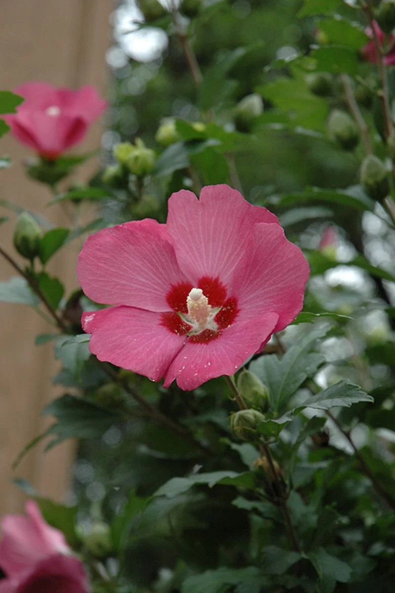 Rose Of Sharon, Woodbridge