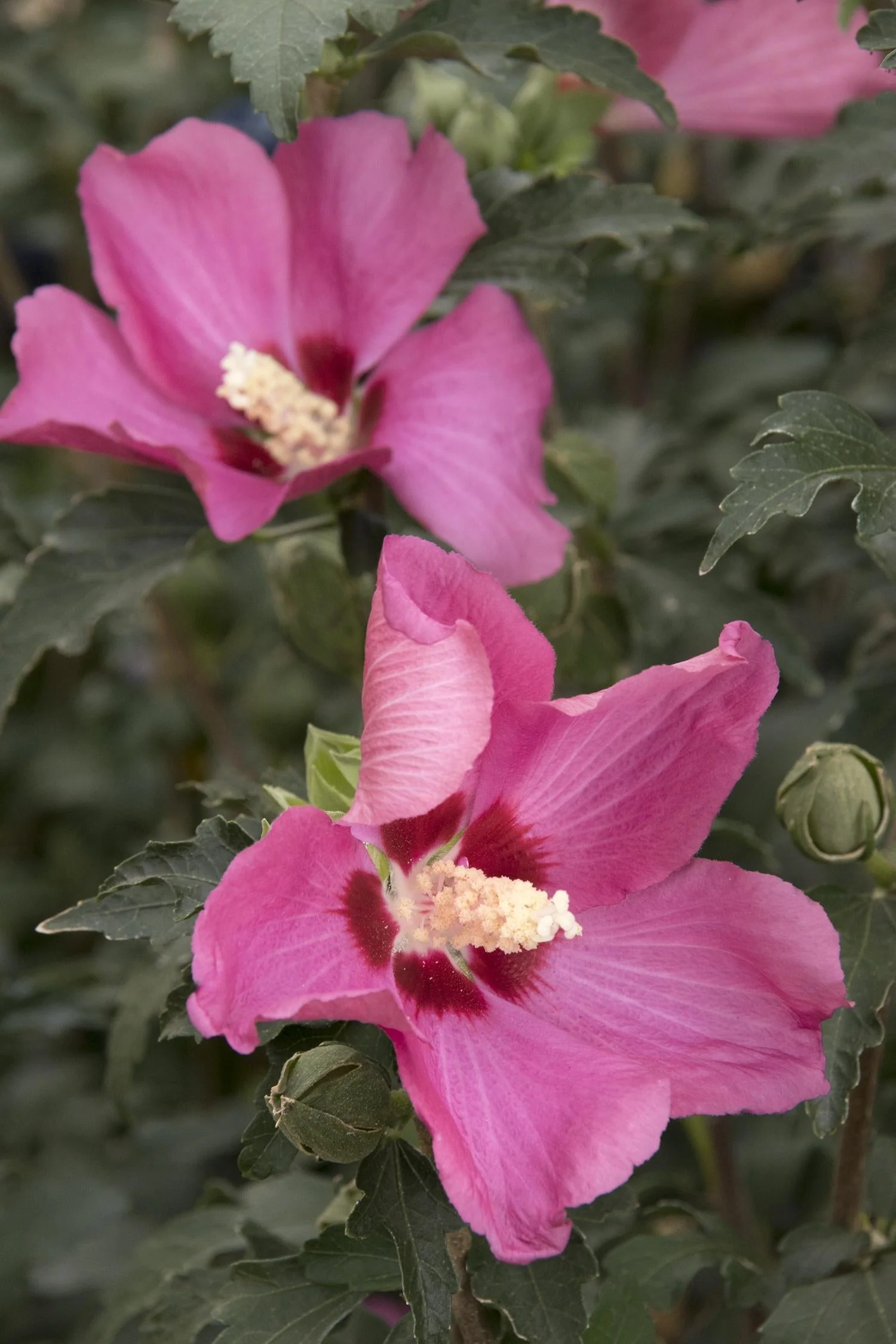 Rose Of Sharon, Chateau de Chambord