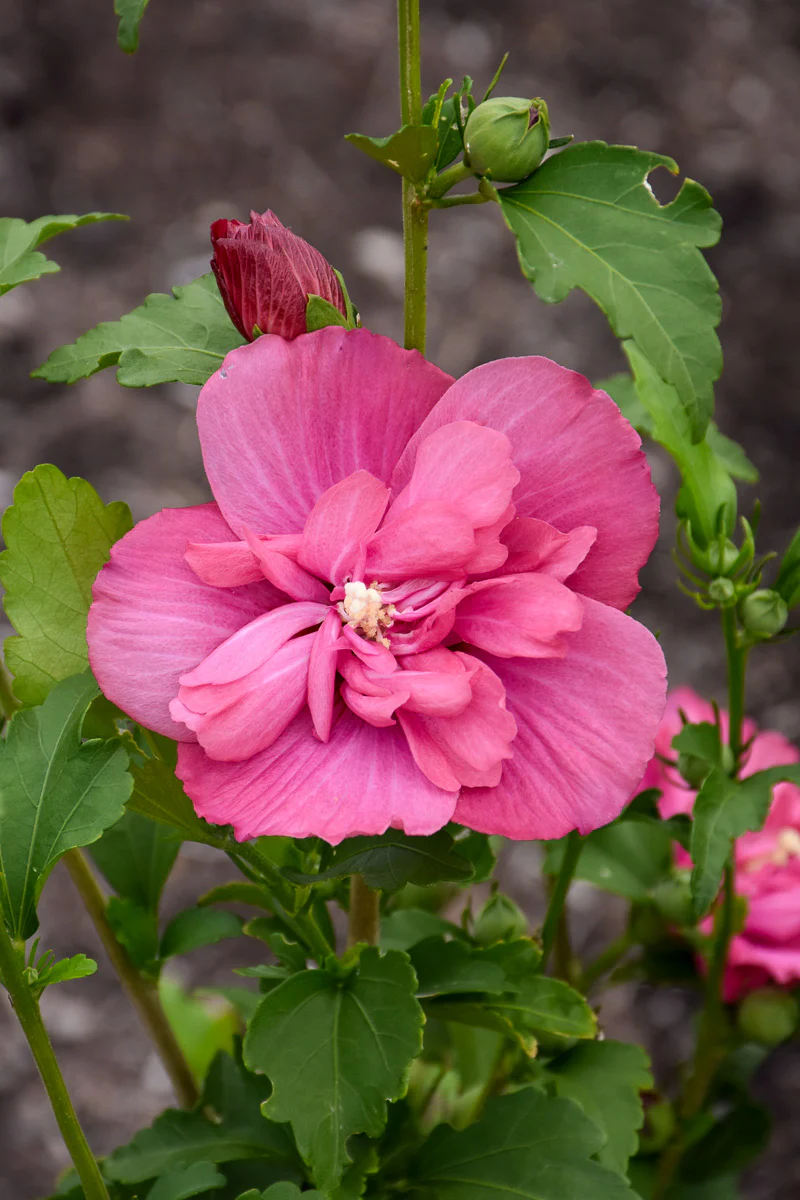 Rose of Sharon, Magenta Chiffon