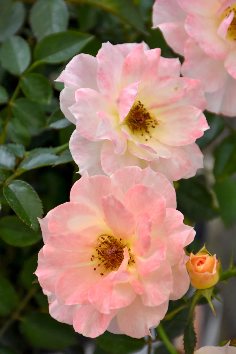Rose, Oso Easy Italian Ice