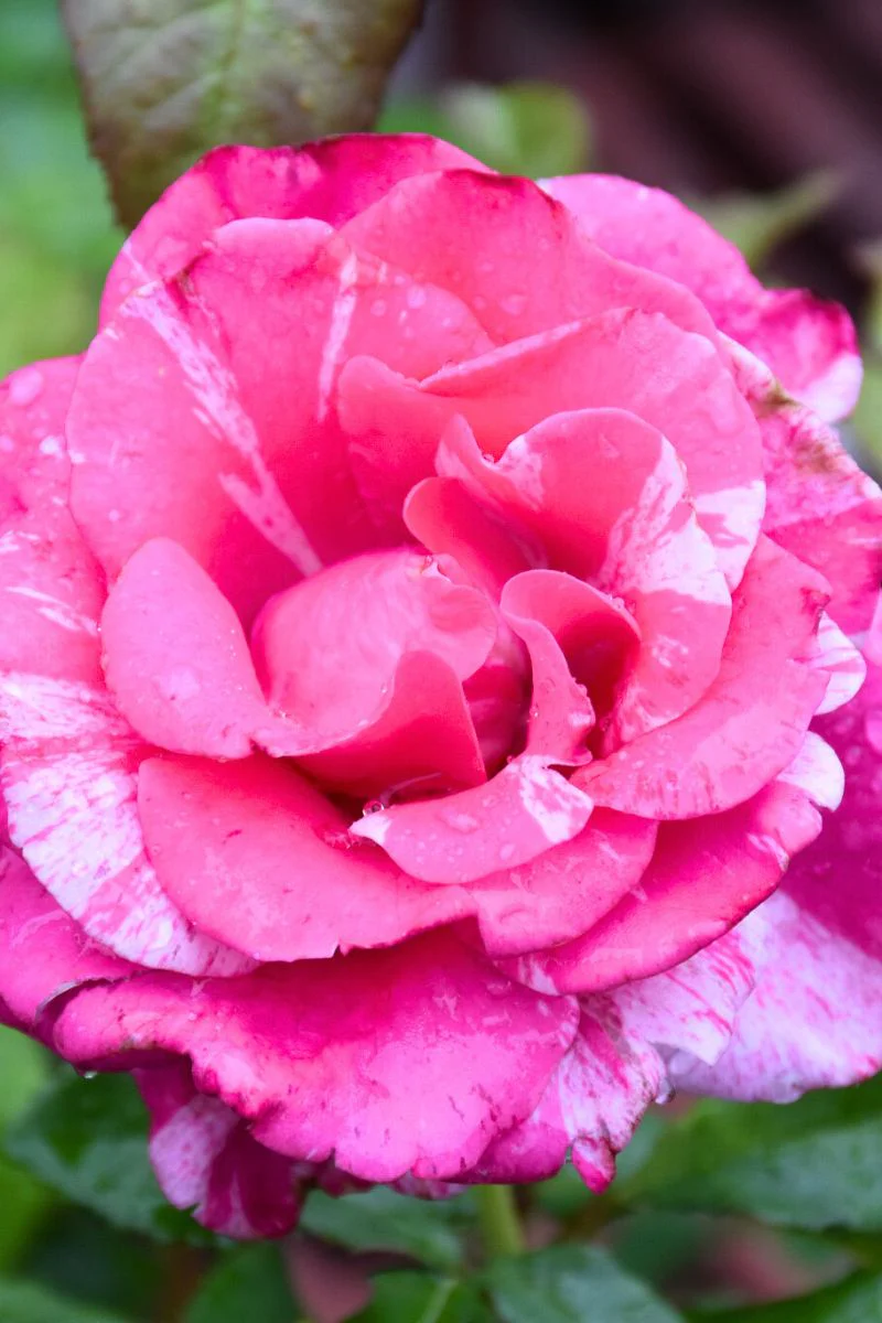Rose, Parade Day - Image 2