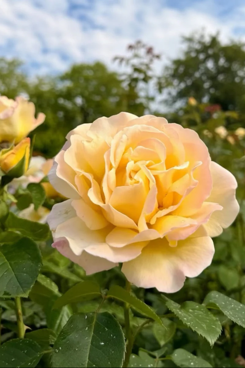 Rose, Peace
