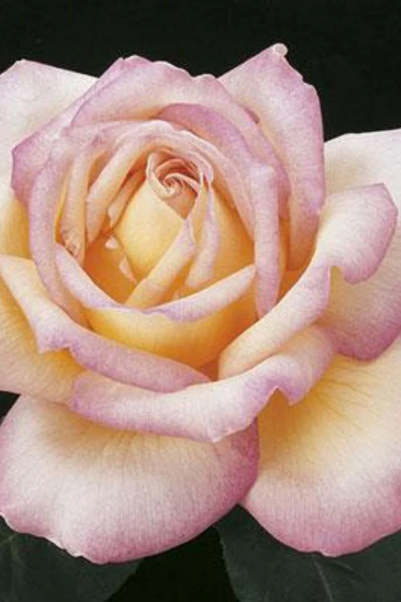 Rose, Peace - Image 2