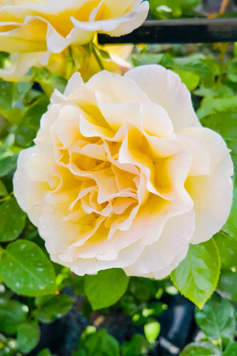 Rose, Peace - Image 3