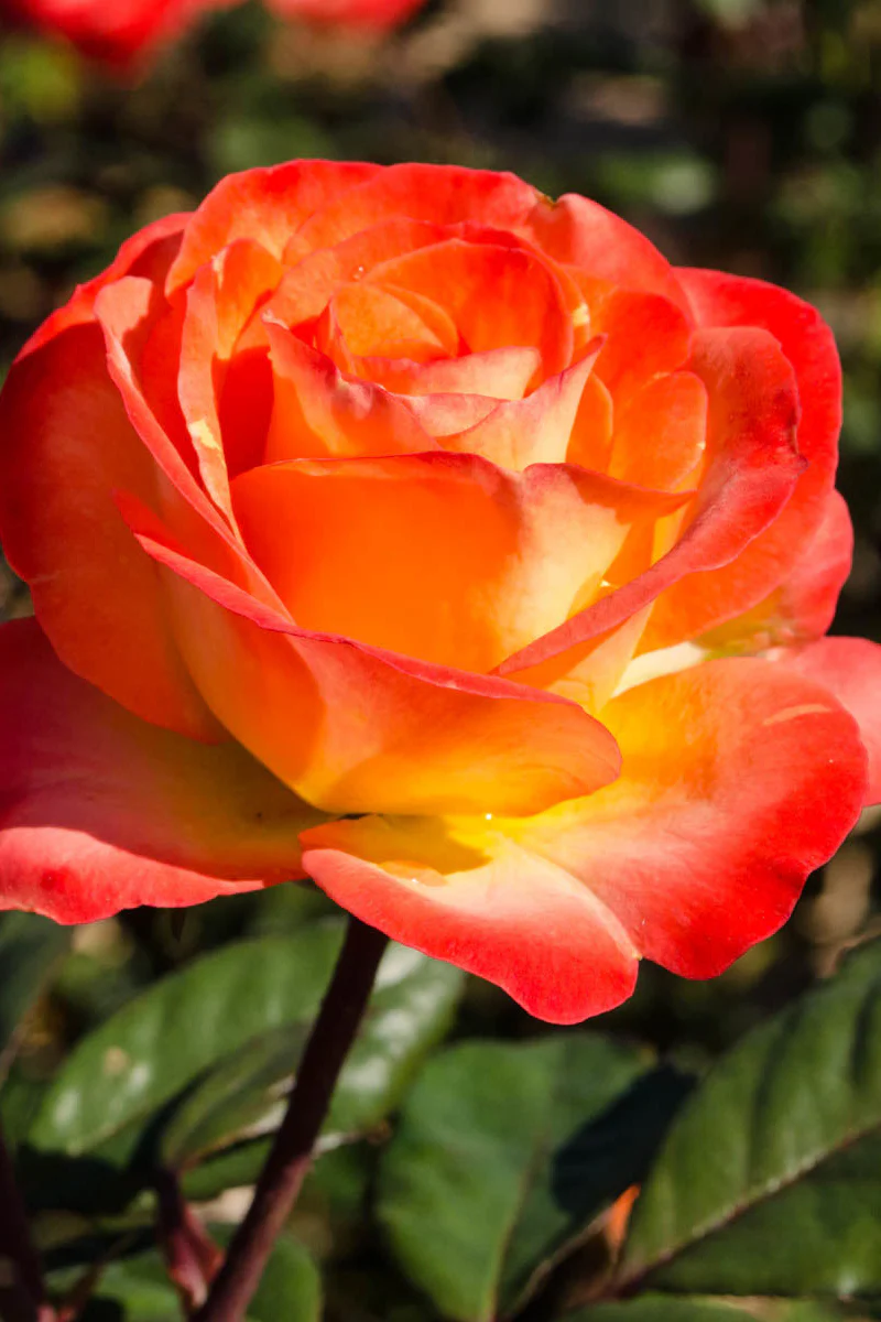 Rose, Perfect Moment