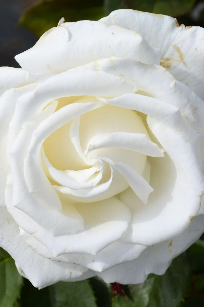 Rose, Pope John Paul II - Image 2