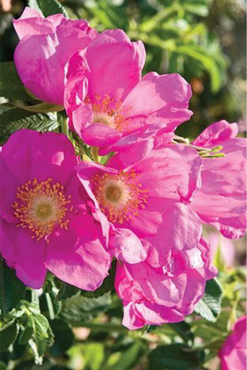 Rose, Raspberry Rugostar