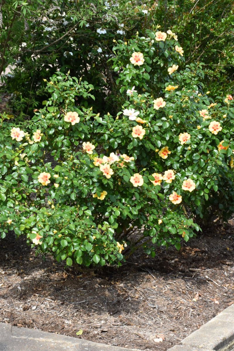 Rose, Ringo - Image 2