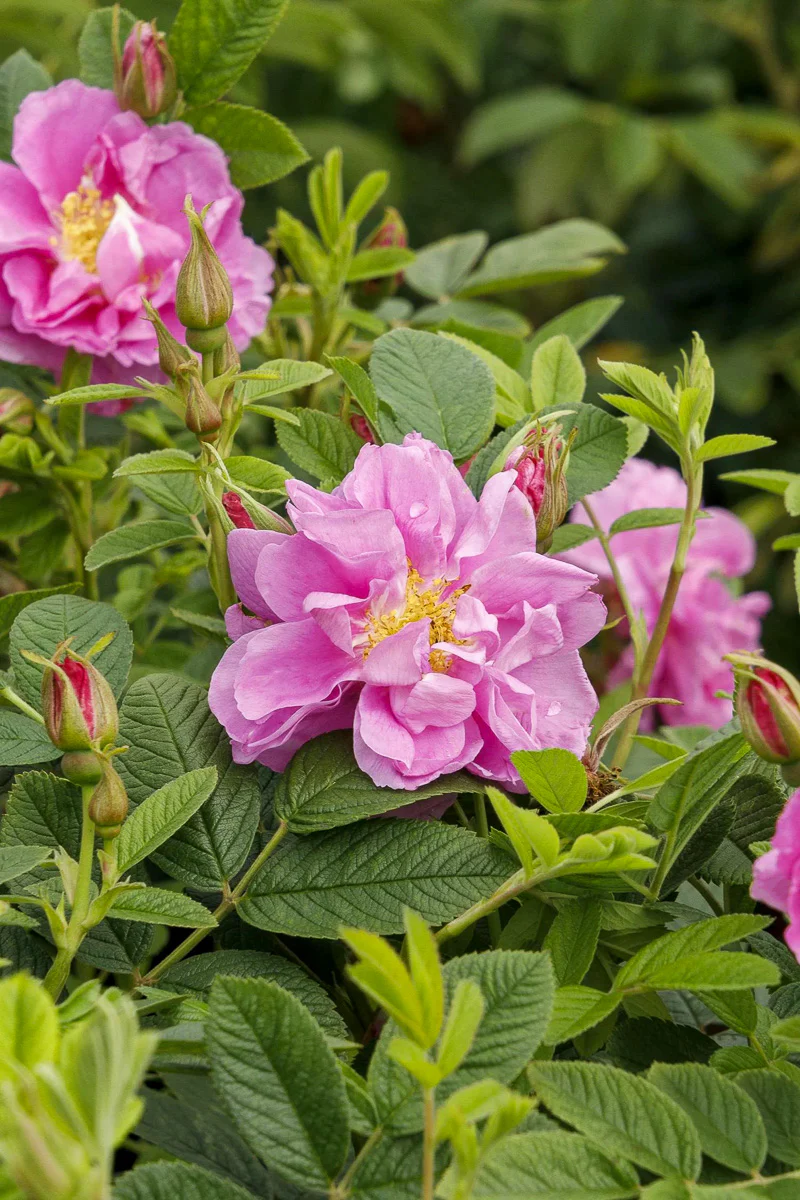 Rose, Seaside Swirl Pink