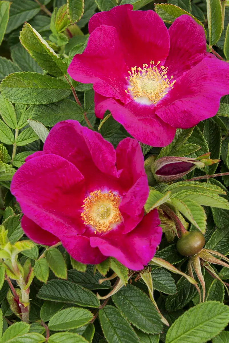 Rose, Seaside Swirl Red