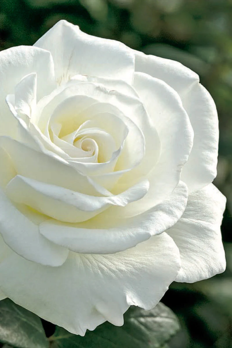 Rose, Sugar Moon