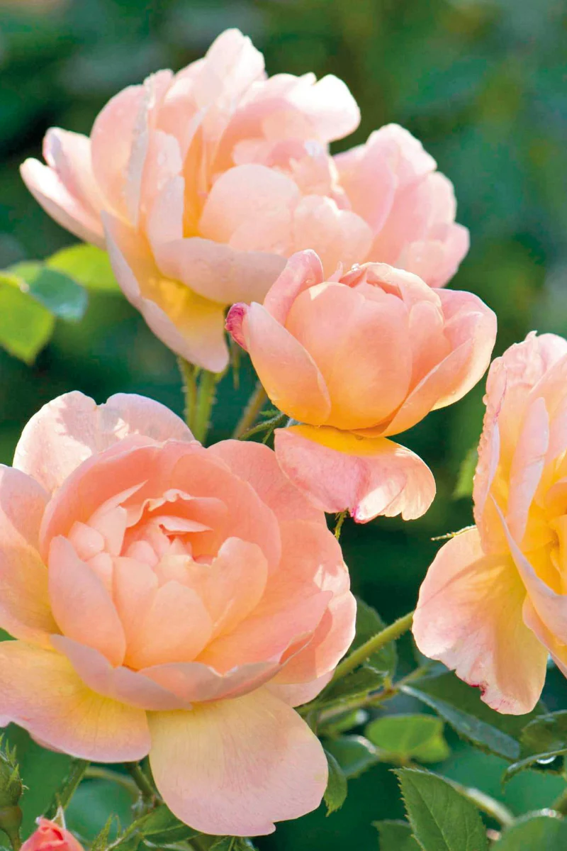 Rose, The Lark Ascending
