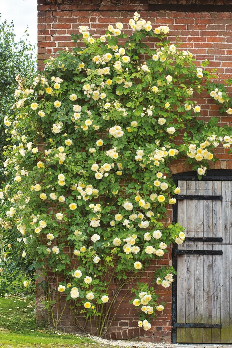 Rose, The Pilgrim - Image 2