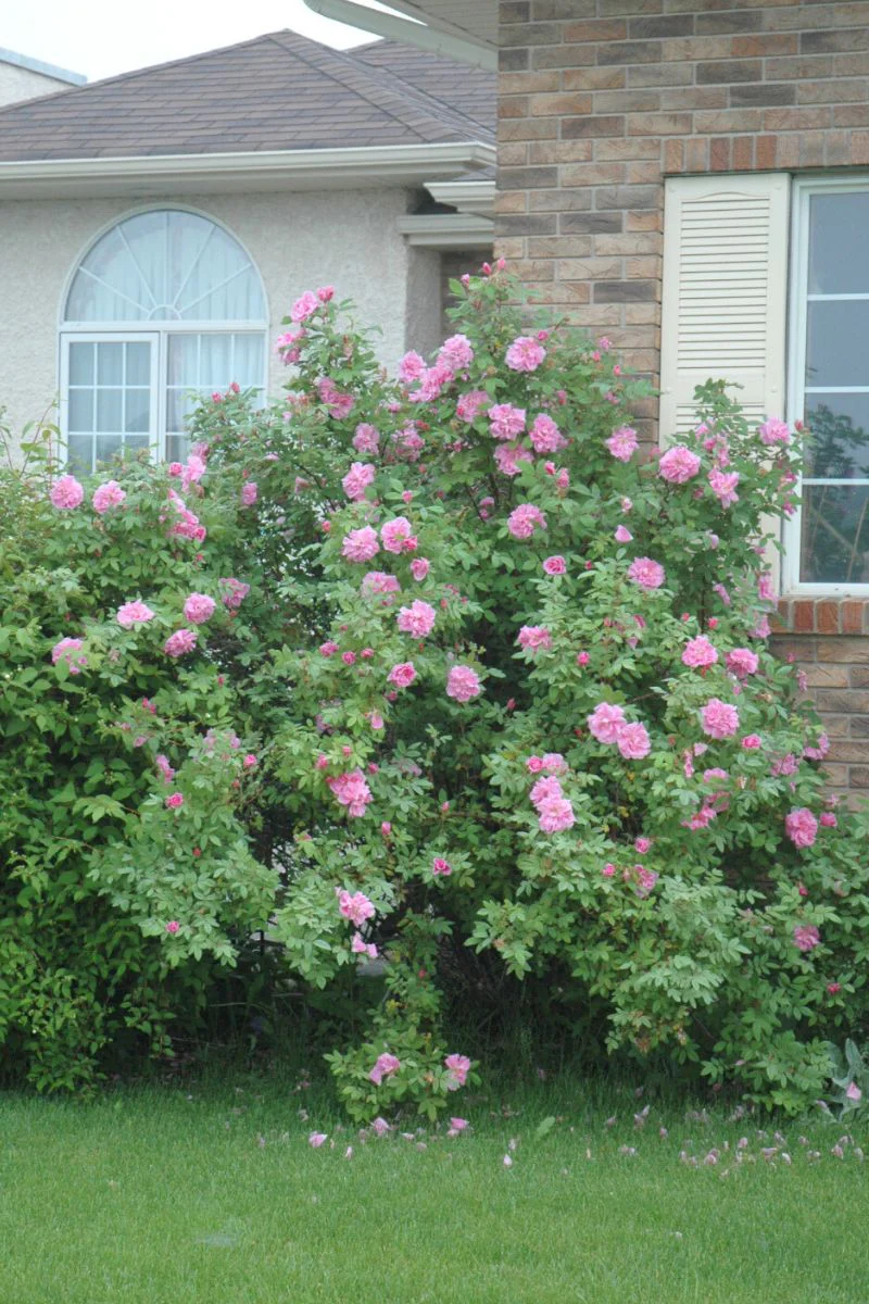 Rose, Therese Bugnet - Image 2