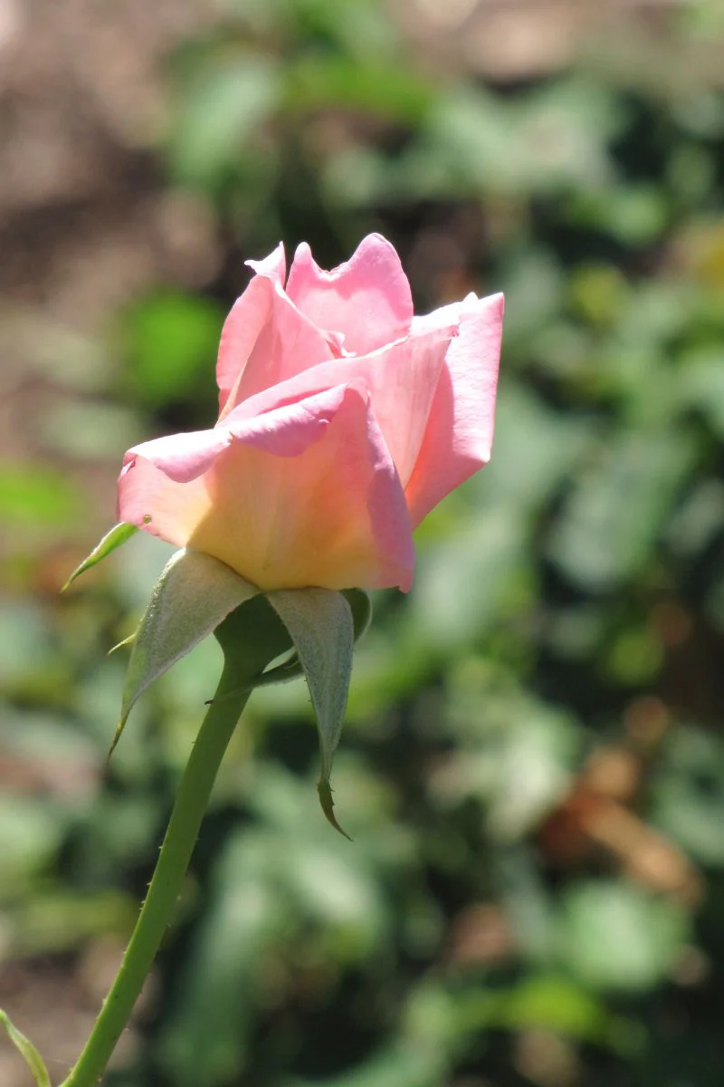 Rose, Tiffany - Image 2