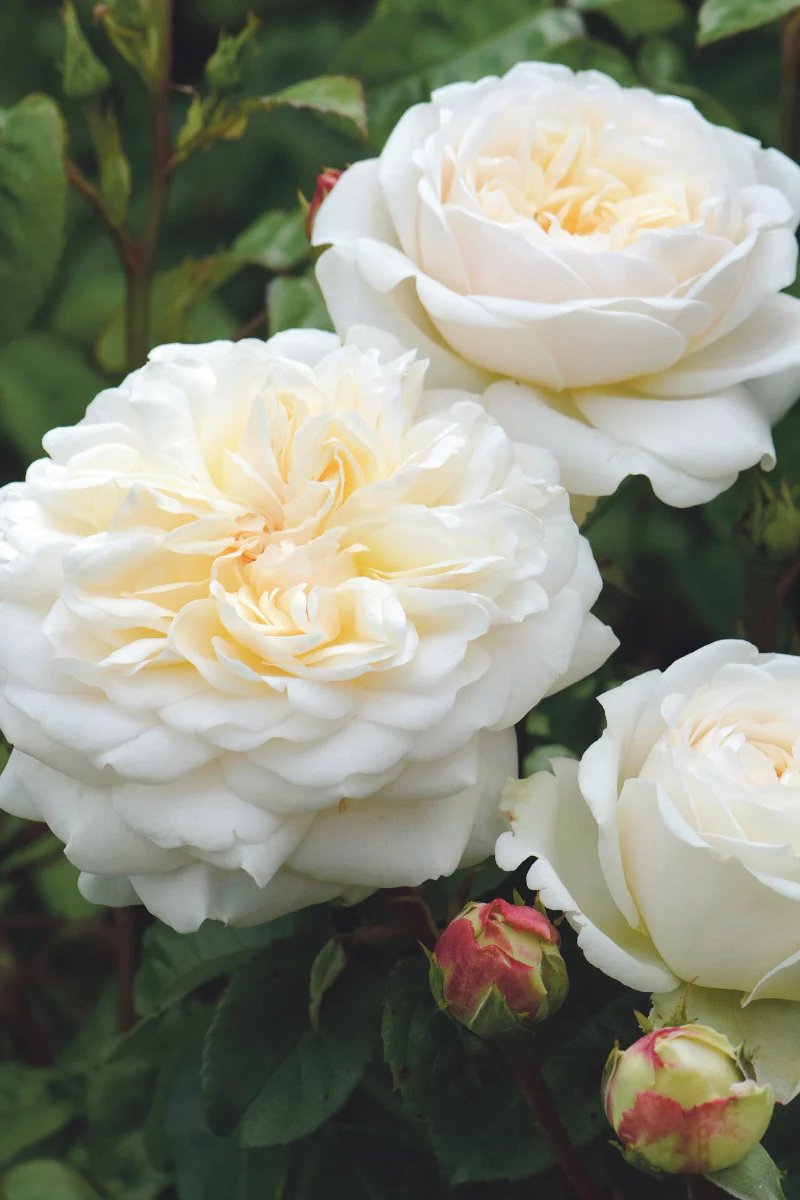 Rose, Tranquility