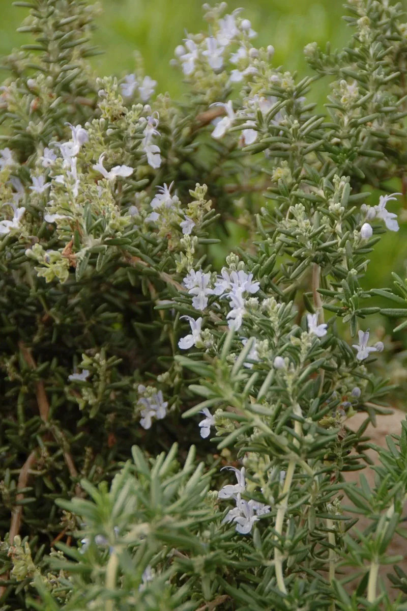 Rosemary, Huntington Carpet 1G - Image 2