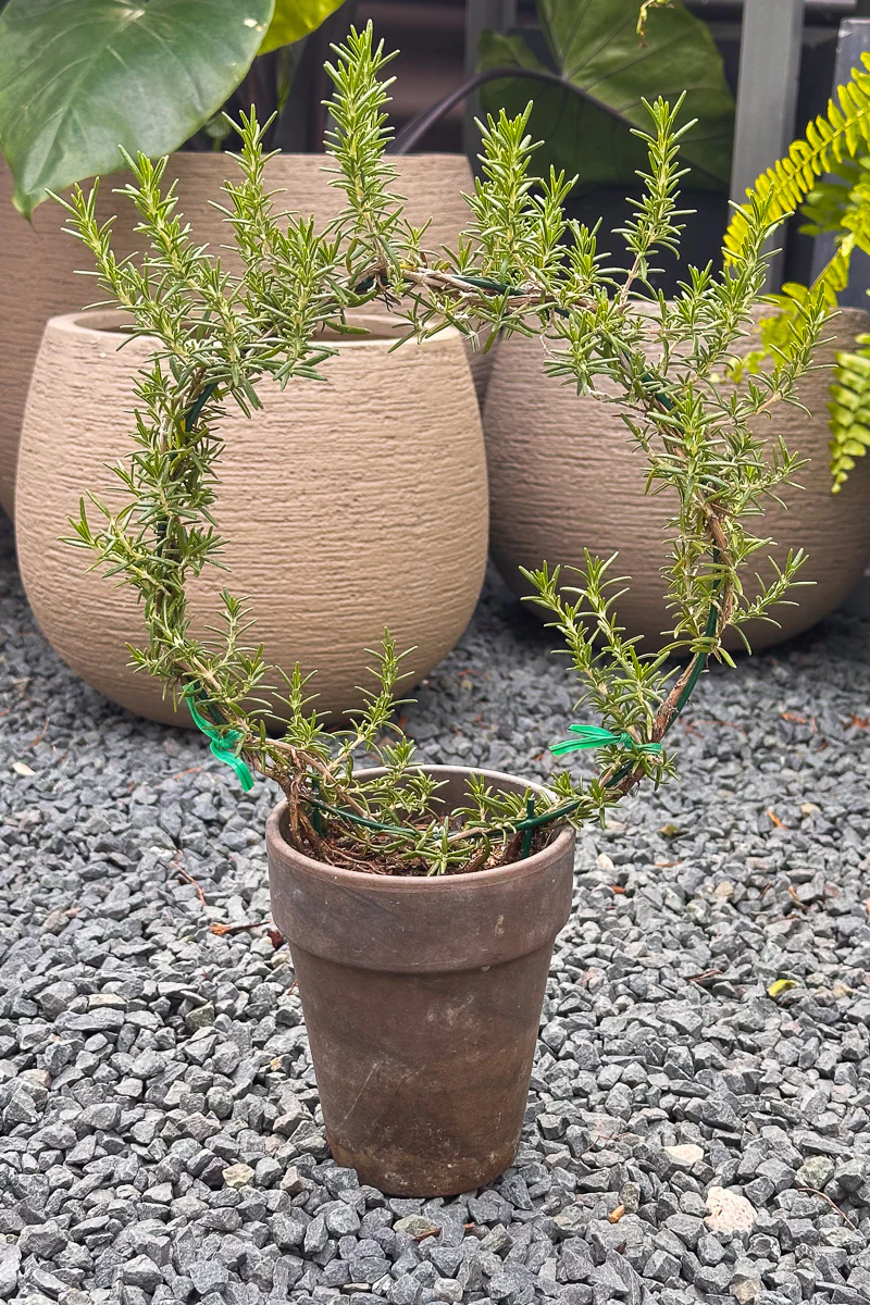Rosemary, Ring 5" Grey Clay Pot - Image 2