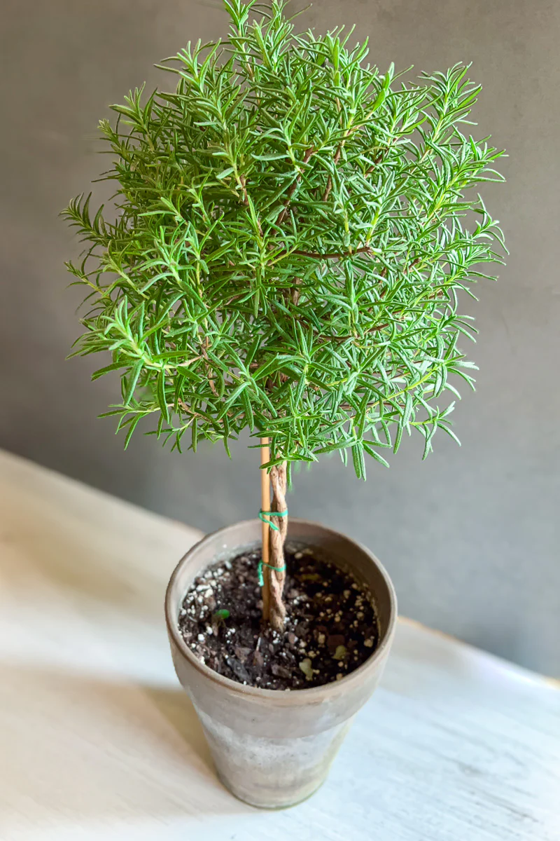 Rosemary, Topiary (Single Ball) 5" Grey Clay Pot