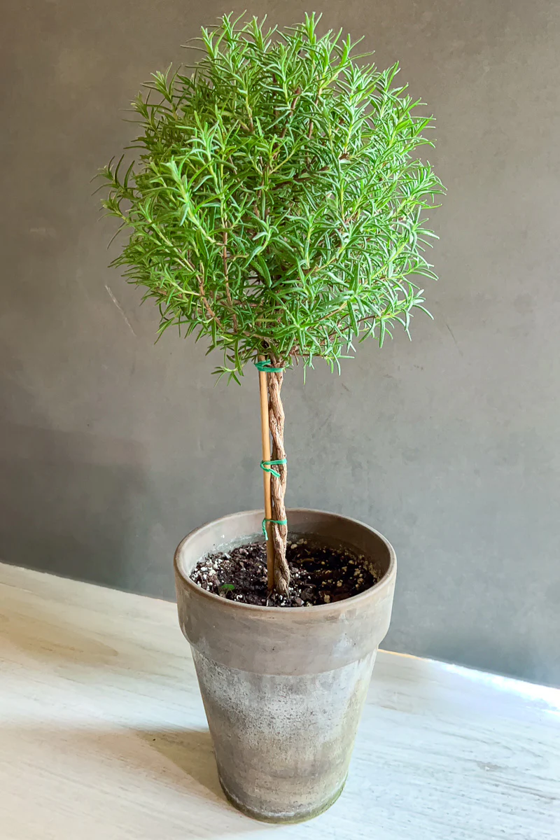 Rosemary, Topiary (Single Ball) 5" Grey Clay Pot - Image 2
