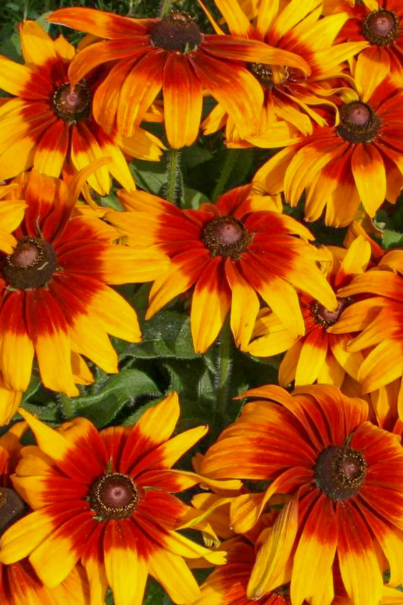 Rudbeckia, Cappuccino - Image 2