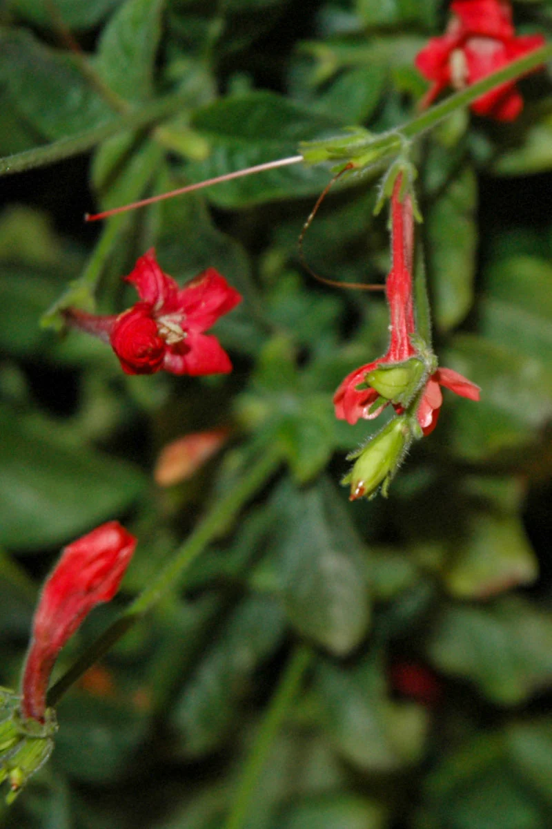 Ruellia