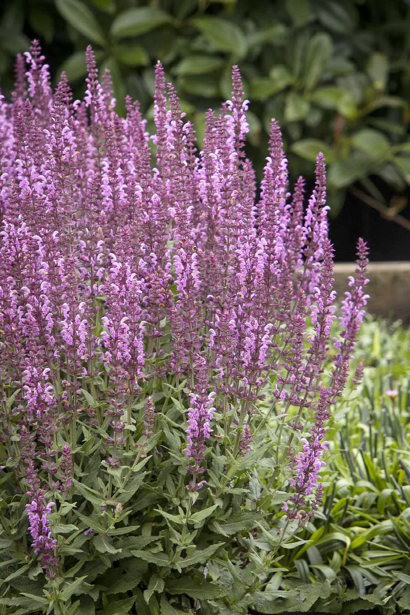Salvia, Apex Pink