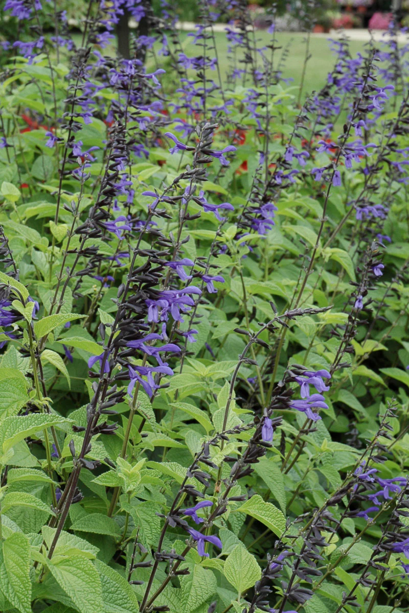 Salvia, Black & Bloom - Image 2