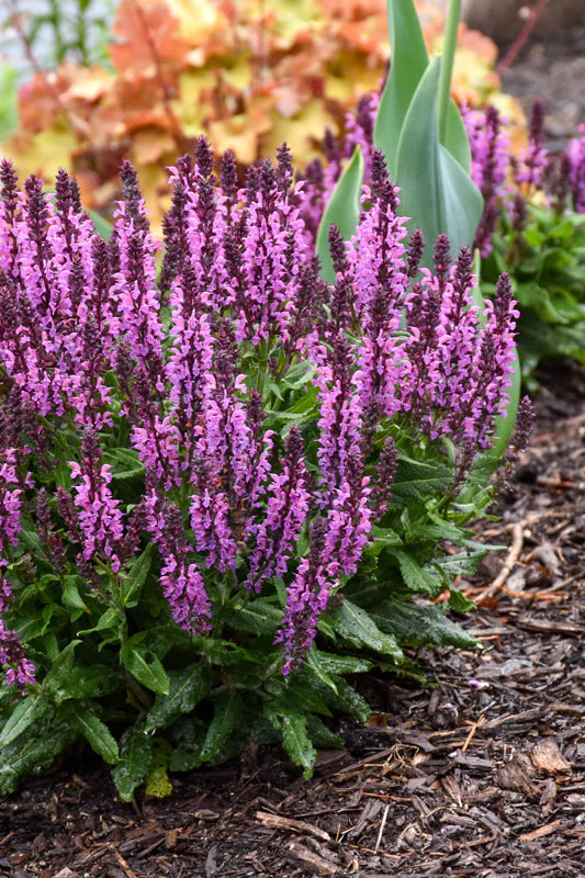 Salvia, Bumbleberry