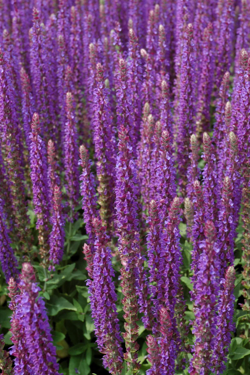 Salvia, East Friesland