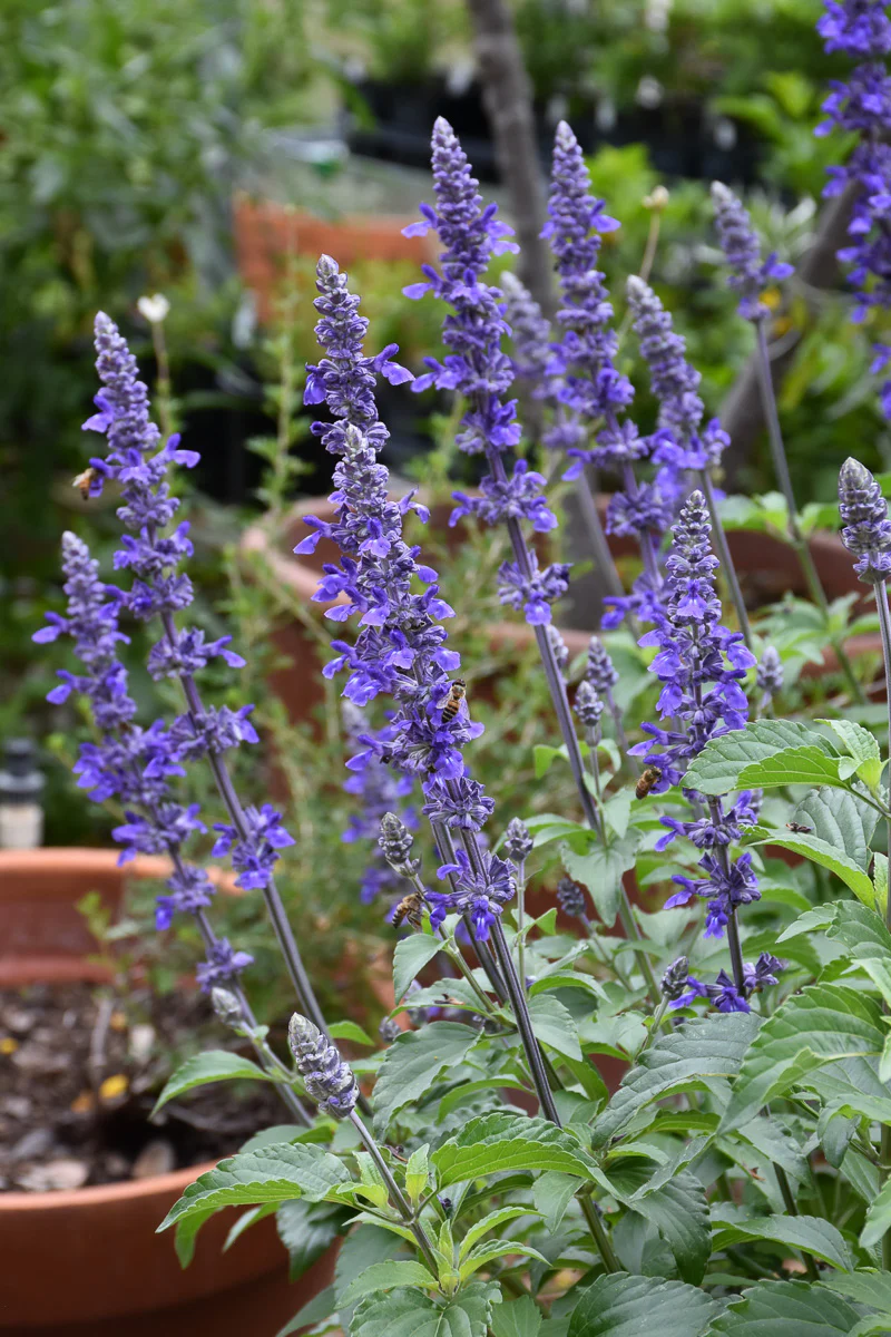 Salvia, Mystic Spires - Image 2