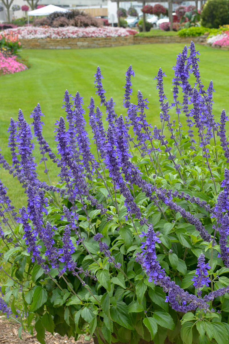 Salvia, Rockin Playing the Blues - Image 3