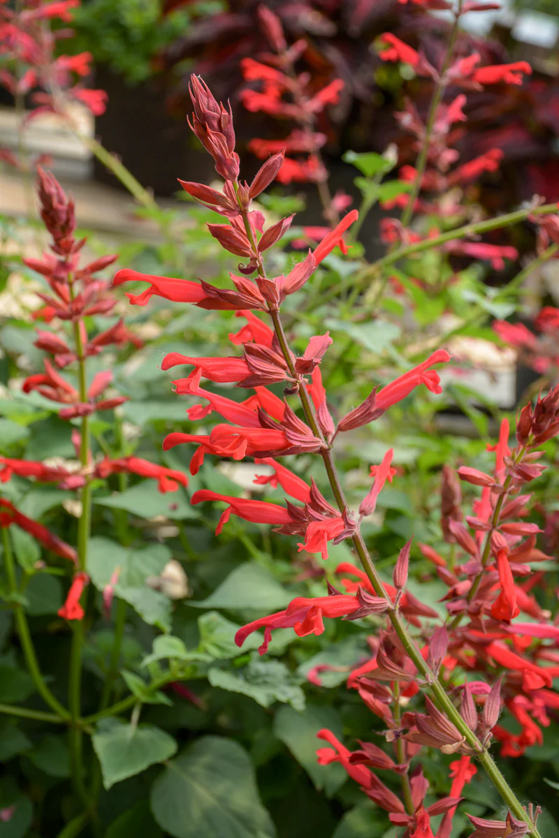 Salvia, Roman Red
