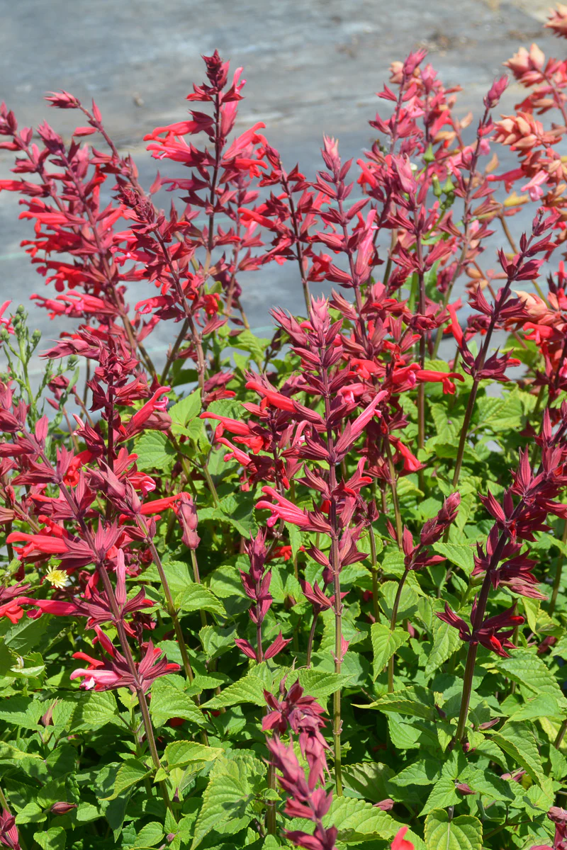 Salvia, Roman Red - Image 2