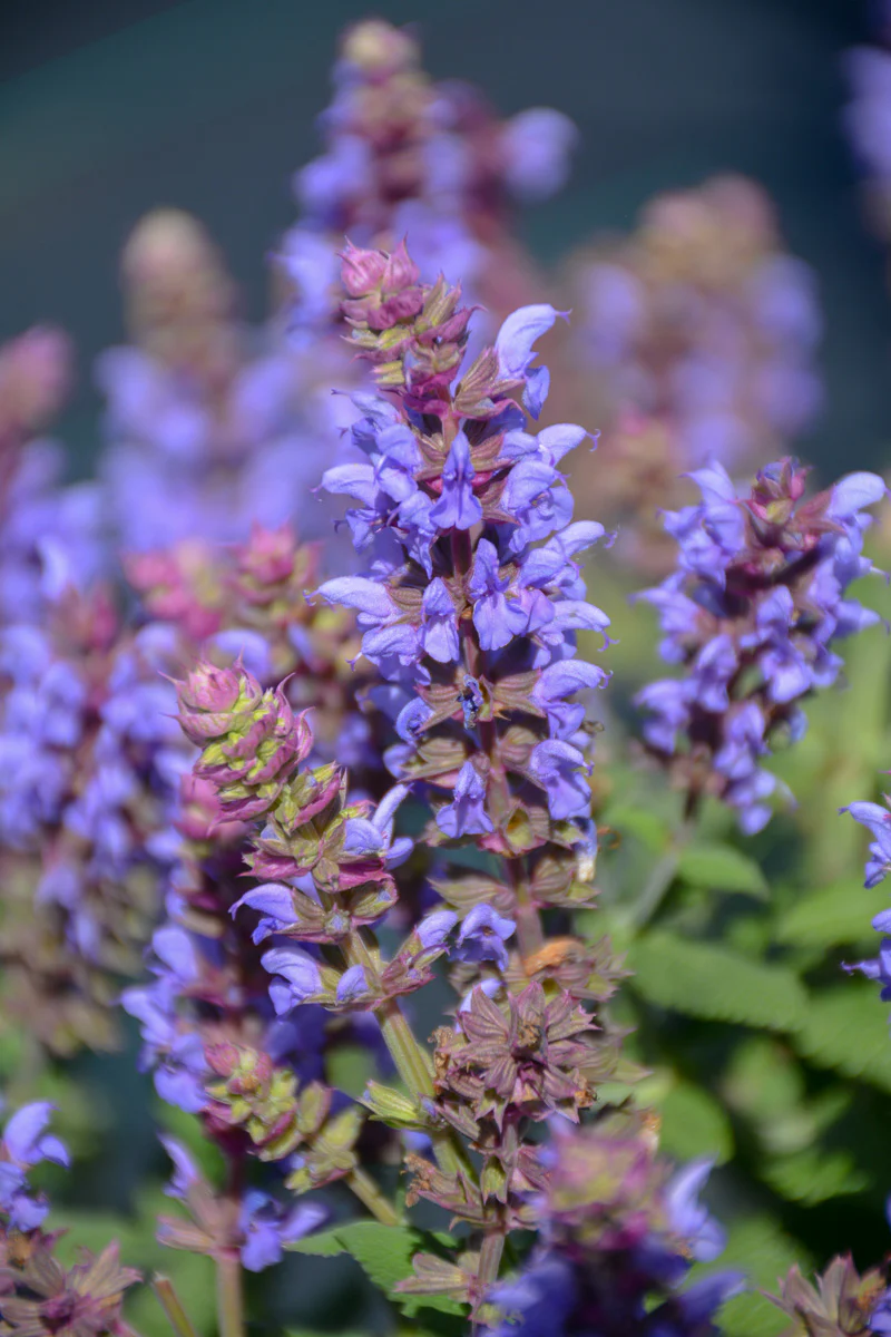 Salvia, Salute Ice Blue
